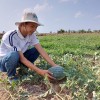 Nông dân xã Vĩnh Phong phấn khởi vụ dưa hấu trúng mùa được giá